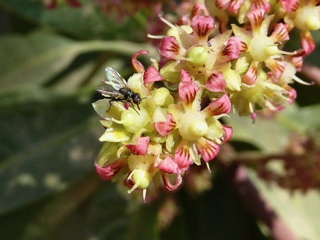 Sapindales